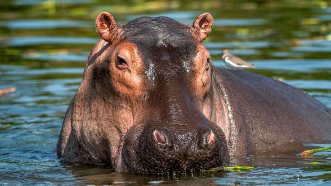 ¿Qué hacemos con los hipopótamos?