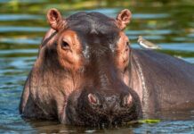 ¿Qué hacemos con los hipopótamos? ¿Qué hacemos con los hipopótamos?